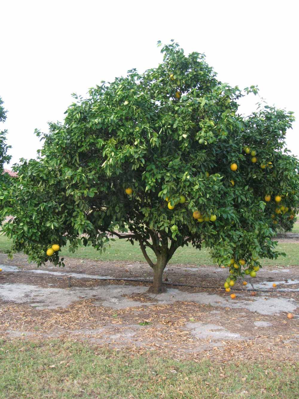              Habit (Winter Haven, FL)       